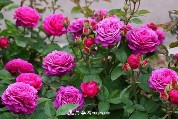 欧月品种如何选择? 花友该如何选择欧月品种(图2)