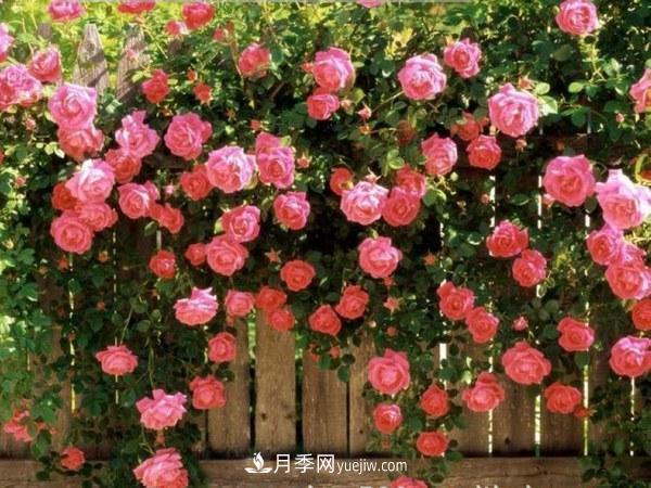 欧月品种如何选择? 花友该如何选择欧月品种(图3)