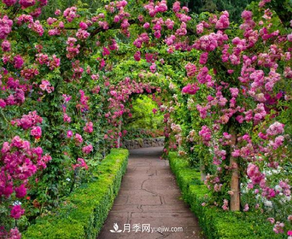藤本月季该如何种植?多久可以长成月季花墙?(图1) 藤本月季该如何种植?多久可以长成月季花墙?(图1)