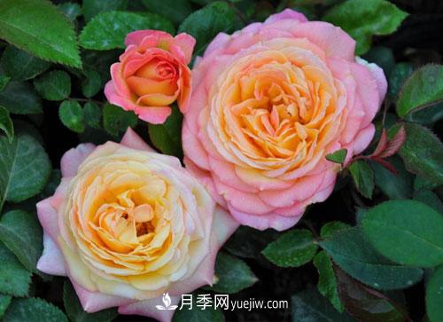 大花月季的施肥管理要点是什么?(图1) 大花月季的施肥管理要点是什么?(图1)