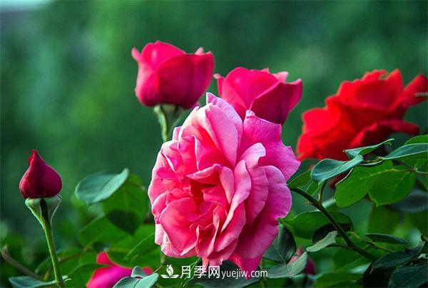 细述大花月季的修剪要求及病虫防治(图1) 细述大花月季的修剪要求及病虫防治(图1)