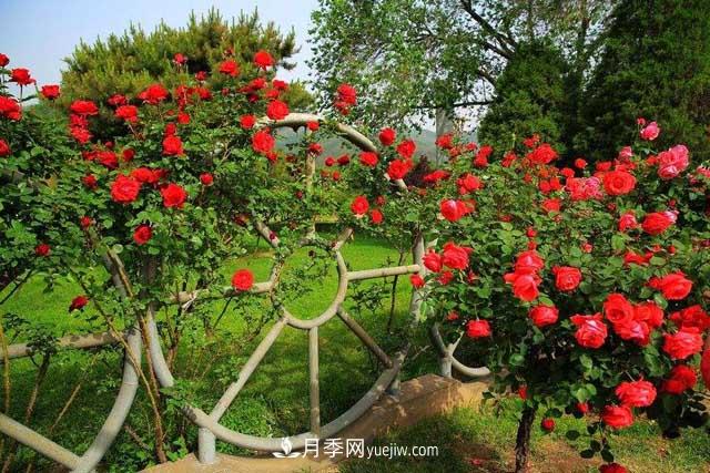 种植大花树状月季为什么要剪掉盲枝?(图1) 种植大花树状月季为什么要剪掉盲枝?(图1)