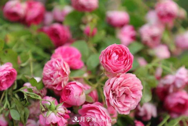 玫瑰的养殖方法和注意事项(图1)