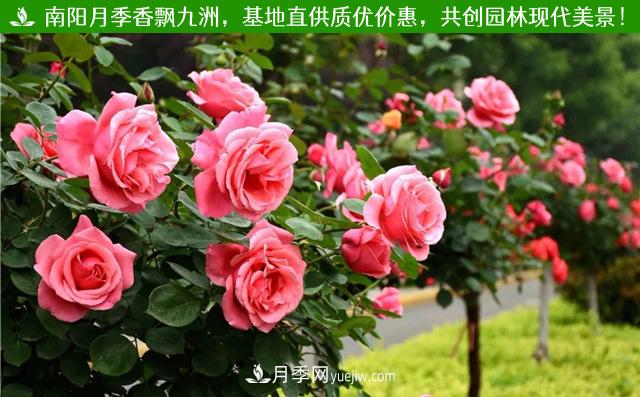 大花月季栽培管理,大花月季扦插管理,栽培大花月季苗要坚持(图1) 大花月季栽培管理,大花月季扦插管理,栽培大花月季苗要坚持(图1)