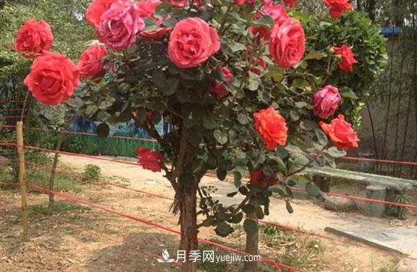 南阳树状月季可以活几年在于你的日常种植管理(图1) 南阳树状月季可以活几年在于你的日常种植管理(图1)