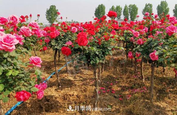 决定树状月季嫁接成活率的要素有哪些?(图1) 决定树状月季嫁接成活率的要素有哪些?(图1)
