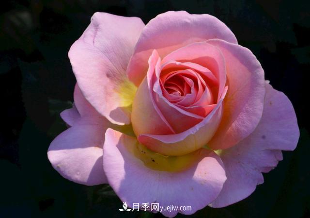 月季花,长得好看,要养好要学会小技巧(图1) 月季花,长得好看,要养好要学会小技巧(图1)