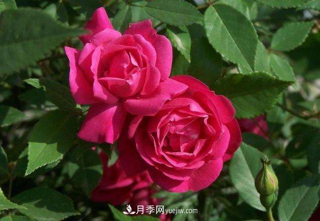 月季花,长得好看,要养好要学会小技巧(图2) 月季花,长得好看,要养好要学会小技巧(图2)