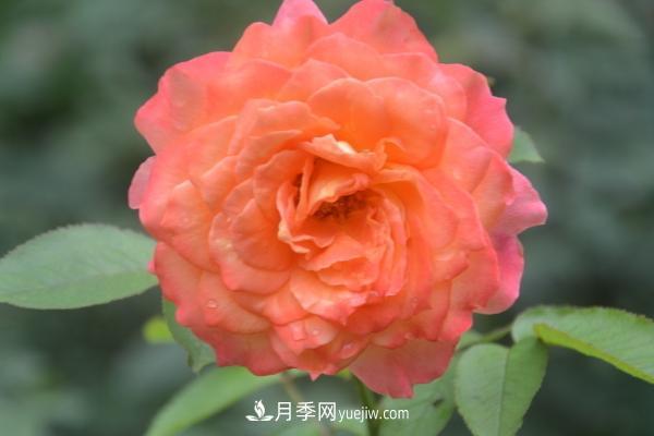 月季一年开几次花 月季种子怎么种(图1) 月季一年开几次花 月季种子怎么种(图1)