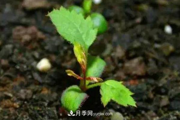 月季一年开几次花 月季种子怎么种(图4) 月季一年开几次花 月季种子怎么种(图4)