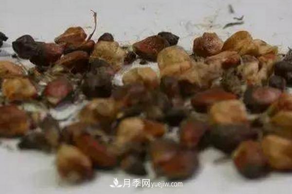月季一年开几次花 月季种子怎么种(图3) 月季一年开几次花 月季种子怎么种(图3)