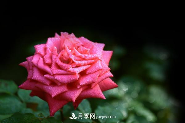 月季一年开几次花 月季种子怎么种(图5) 月季一年开几次花 月季种子怎么种(图5)