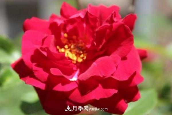 月季一年开几次花 月季种子怎么种(图2) 月季一年开几次花 月季种子怎么种(图2)