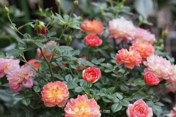 超微月季的养殖方法(图1) 超微月季的养殖方法分享(图1)