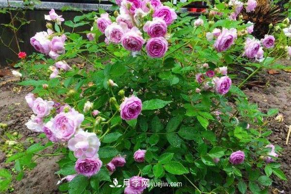 超微月季的养殖方法(图5) 超微月季的养殖方法分享(图5)