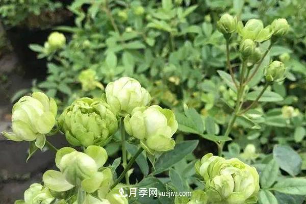 超微月季的养殖方法(图2) 超微月季的养殖方法分享(图2)