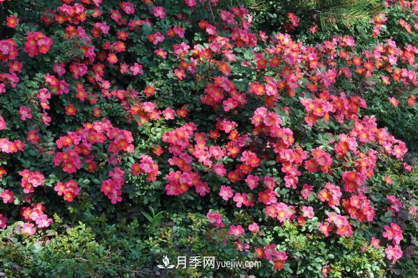 超微月季的养殖方法(图3) 超微月季的养殖方法分享(图3)