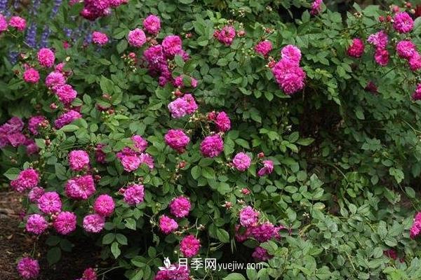 超微月季的养殖方法(图4) 超微月季的养殖方法分享(图4)