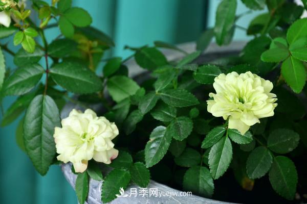 超微月季的养殖方法(图6) 超微月季的养殖方法分享(图6)