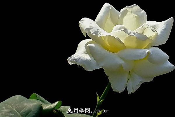 微型月季什么品种最好?微型月季怎么修剪枝叶?(图2) 微型月季什么品种最好?微型月季怎么修剪枝叶?(图2)