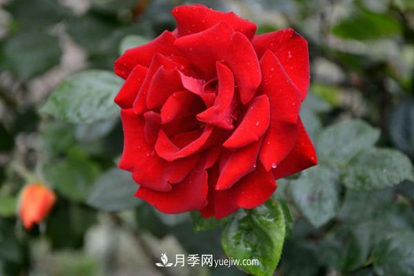 微型月季什么品种最好?微型月季怎么修剪枝叶?(图3) 微型月季什么品种最好?微型月季怎么修剪枝叶?(图3)