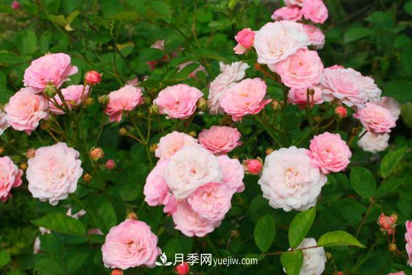 微型月季什么品种最好?微型月季怎么修剪枝叶?(图1) 微型月季什么品种最好?微型月季怎么修剪枝叶?(图1)