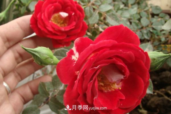 微型月季什么品种最好?微型月季怎么修剪枝叶?(图8) 微型月季什么品种最好?微型月季怎么修剪枝叶?(图8)