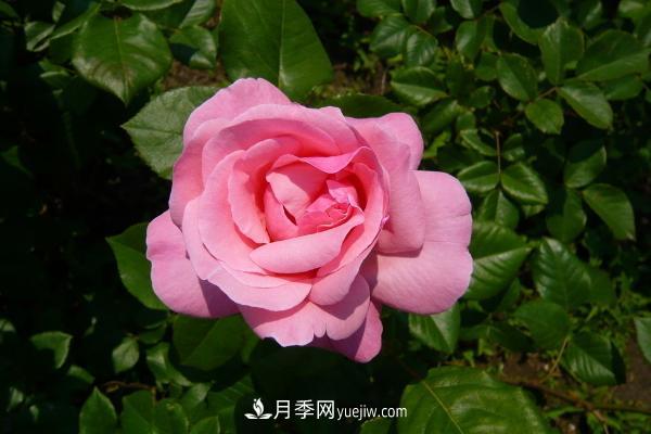 微型月季什么品种最好?微型月季怎么修剪枝叶?(图9) 微型月季什么品种最好?微型月季怎么修剪枝叶?(图9)