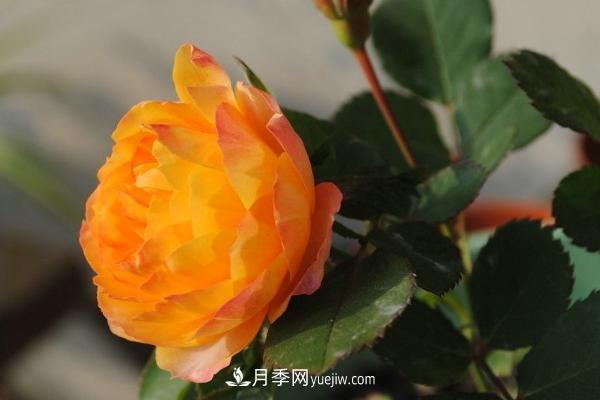 微型月季什么品种最好?微型月季怎么修剪枝叶?(图6) 微型月季什么品种最好?微型月季怎么修剪枝叶?(图6)