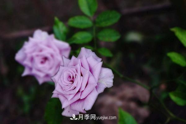 微型月季什么品种最好?微型月季怎么修剪枝叶?(图7) 微型月季什么品种最好?微型月季怎么修剪枝叶?(图7)