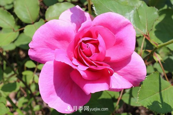 微型月季什么品种最好?微型月季怎么修剪枝叶?(图5) 微型月季什么品种最好?微型月季怎么修剪枝叶?(图5)