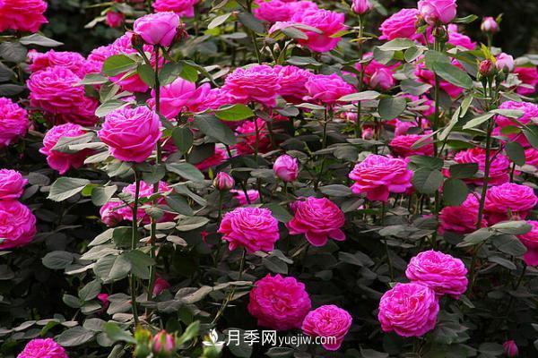 微型月季什么品种最好?微型月季怎么修剪枝叶?(图12) 微型月季什么品种最好?微型月季怎么修剪枝叶?(图12)