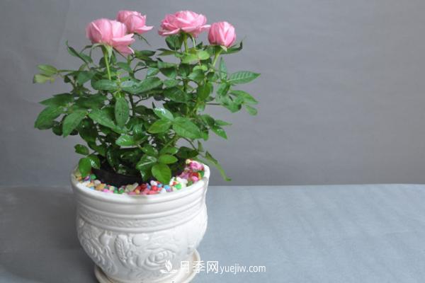 微型月季什么品种最好?微型月季怎么修剪枝叶?(图11) 微型月季什么品种最好?微型月季怎么修剪枝叶?(图11)