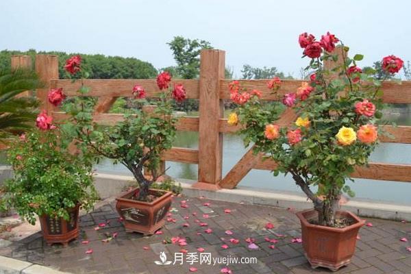 树桩月季花的养殖方法(图1) 树桩月季花的养殖方法(图1)