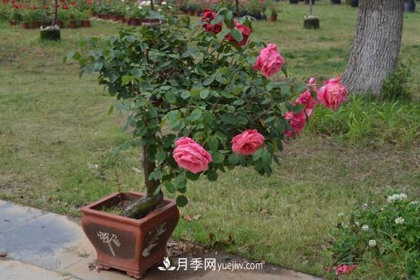 树桩月季花的养殖方法(图3) 树桩月季花的养殖方法(图3)