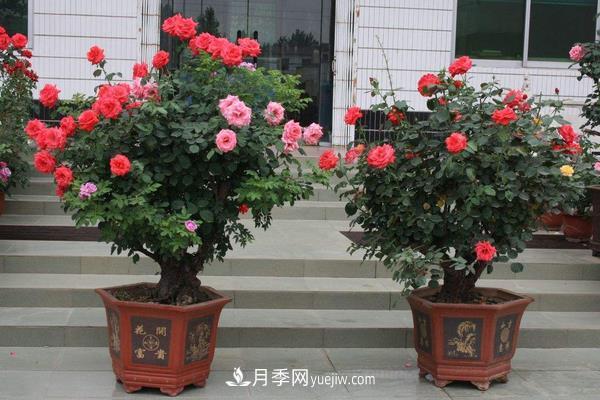 树桩月季花的养殖方法(图2) 树桩月季花的养殖方法(图2)