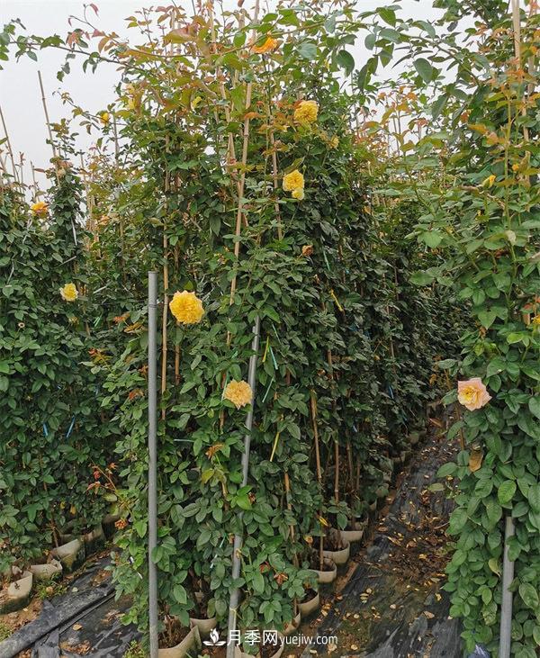 藤本月季批发价格多少钱一棵?藤本月季怎么爬藤?(图2) 藤本月季批发价格多少钱一棵?藤本月季怎么爬藤?(图2)