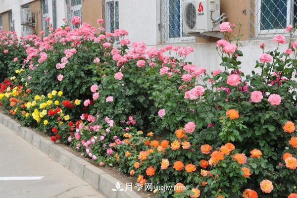 藤本月季批发价格多少钱一棵?藤本月季怎么爬藤?(图1) 藤本月季批发价格多少钱一棵?藤本月季怎么爬藤?(图1)