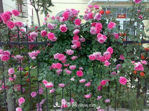 藤本月季批发价格多少钱一棵?藤本月季怎么爬藤?(图3) 藤本月季批发价格多少钱一棵?藤本月季怎么爬藤?(图3)