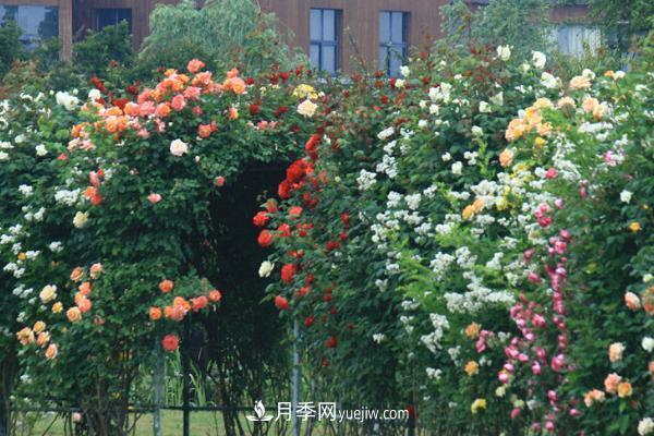 藤本月季批发价格多少钱一棵?藤本月季怎么爬藤?(图4) 藤本月季批发价格多少钱一棵?藤本月季怎么爬藤?(图4)