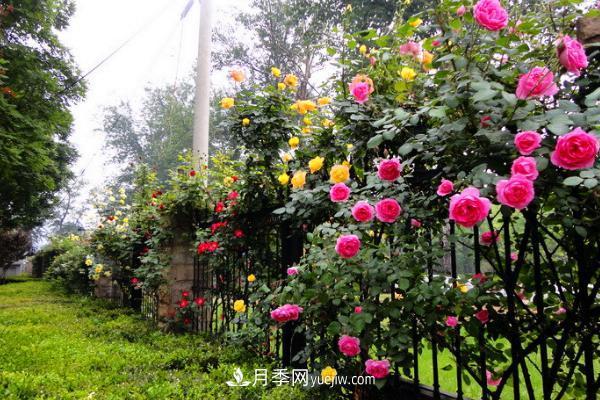 家庭阳台怎么养藤本月季?盆栽藤本月季怎么浇水?(图1) 家庭阳台怎么养藤本月季?盆栽藤本月季怎么浇水?(图1)