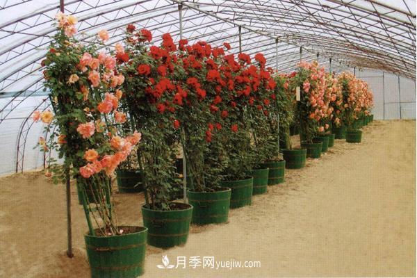 家庭阳台怎么养藤本月季?盆栽藤本月季怎么浇水?(图4) 家庭阳台怎么养藤本月季?盆栽藤本月季怎么浇水?(图4)