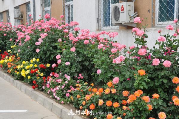 家庭阳台怎么养藤本月季?盆栽藤本月季怎么浇水?(图2) 家庭阳台怎么养藤本月季?盆栽藤本月季怎么浇水?(图2)