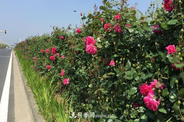 家庭阳台怎么养藤本月季?盆栽藤本月季怎么浇水?(图3) 家庭阳台怎么养藤本月季?盆栽藤本月季怎么浇水?(图3)