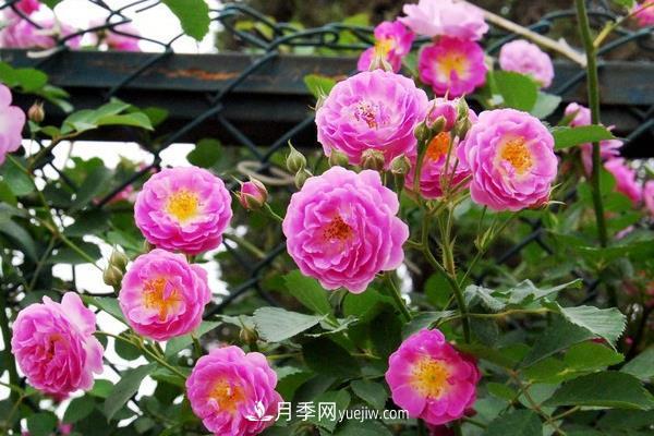 地被月季的养殖要点,地被月季病虫害防治?(图1) 地被月季的养殖要点,地被月季病虫害防治?(图1)