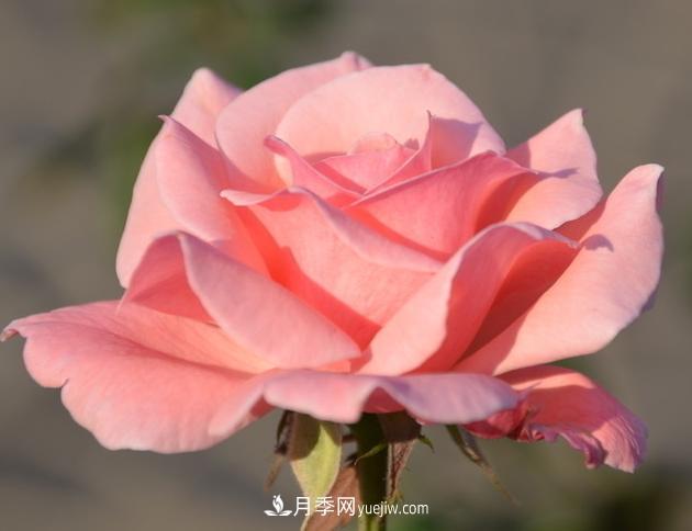 月季花的栽培技术和最佳种植时间?(图2) 月季花的栽培技术和最佳种植时间?(图2)