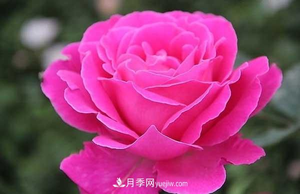 月季花的栽培技术和最佳种植时间?(图3) 月季花的栽培技术和最佳种植时间?(图3)