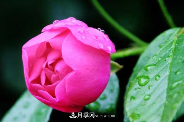 月季花的栽培技术和最佳种植时间?(图4) 月季花的栽培技术和最佳种植时间?(图4)