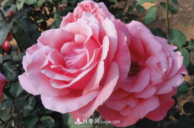 月季花什么时候开花?什么时候播种?(图2) 月季花什么时候开花?什么时候播种?(图2)