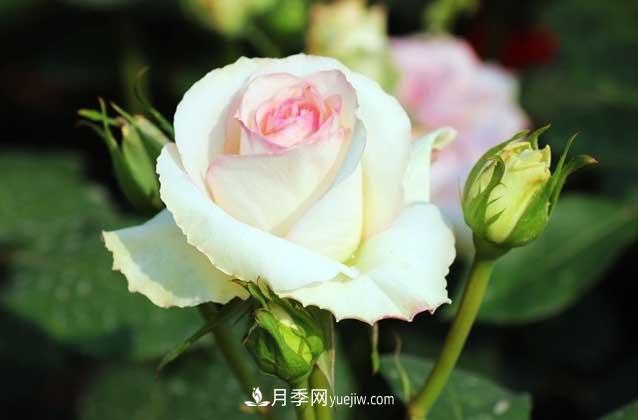 盆栽月季花怎么养?对环境有什么要求?(图1) 盆栽月季花怎么养?对环境有什么要求?(图1)